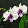 Orquideas 1